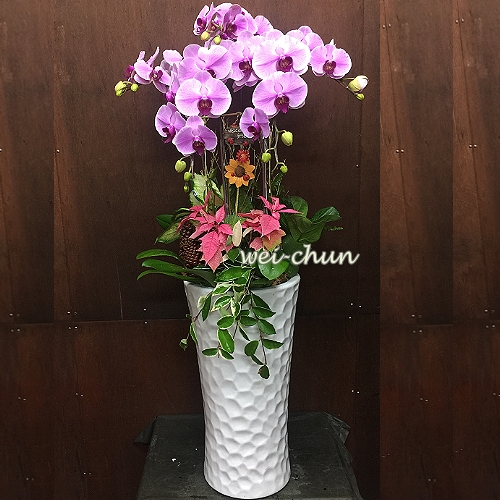 高雅蝴蝶蘭花 慶祝榮陞、開幕喬遷祝賀花禮