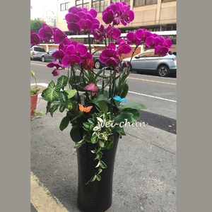 高雅蝴蝶蘭花 慶祝榮陞、開幕喬遷祝賀花禮