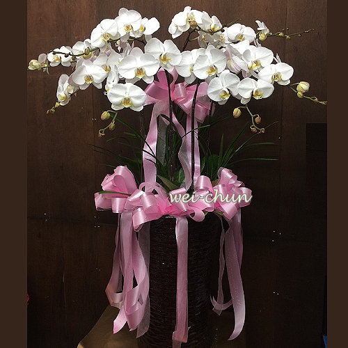 弔唁花禮會場 追思蝴蝶蘭 追思花