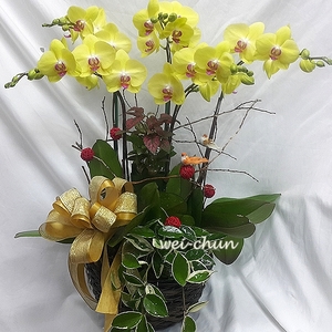 高雅蝴蝶蘭花 慶祝榮陞、開幕喬遷祝賀花禮